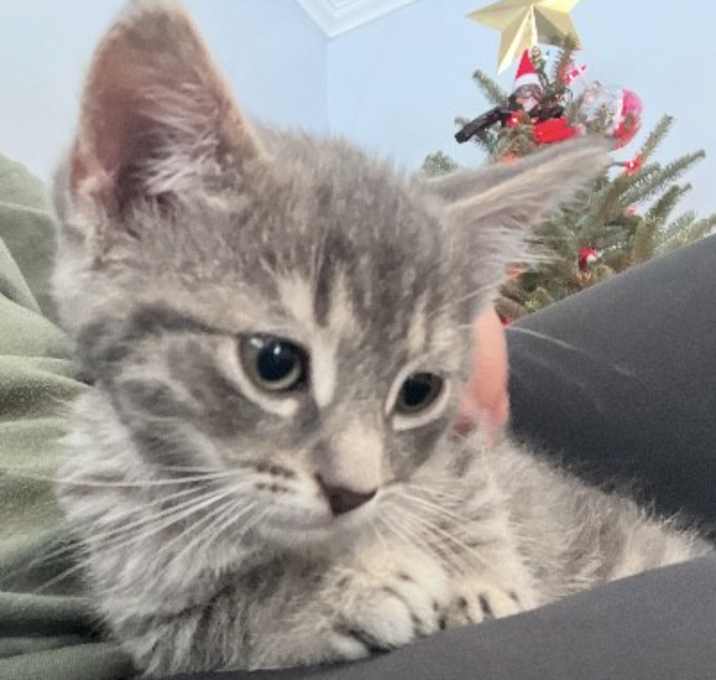 Photo of Silver and Flash