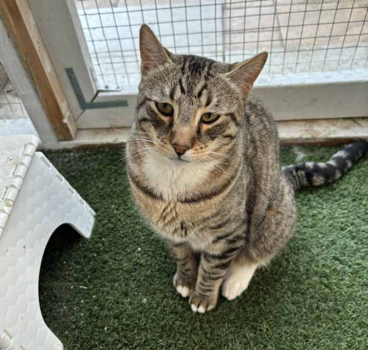 Photo of Gizmo