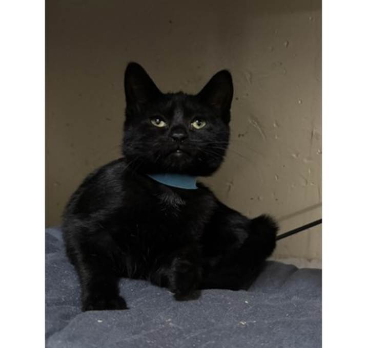 Photo of Nova