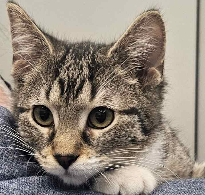 Photo of PIXIE