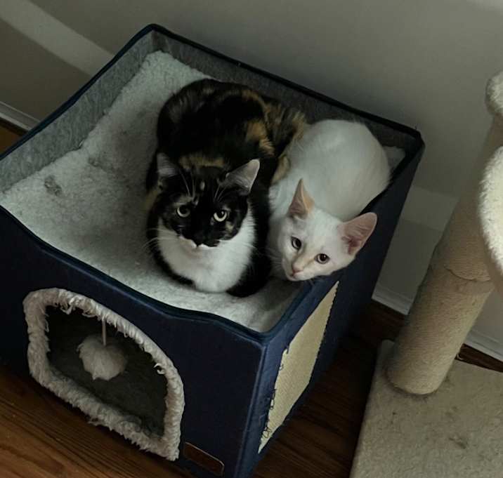 Photo of Peaches