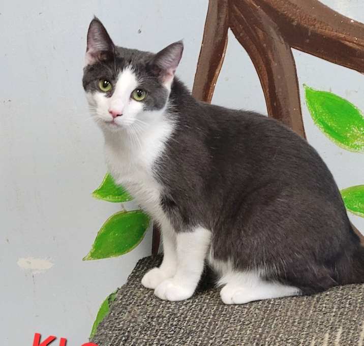 Photo of Klondike Bar