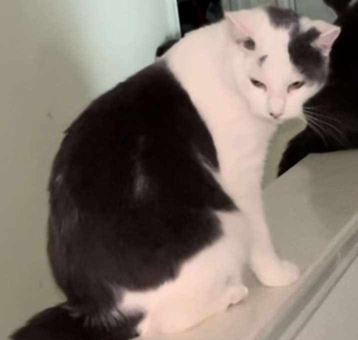 Photo of Cookie