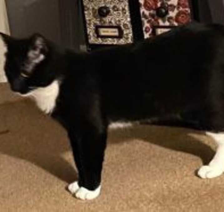 Photo of Tux