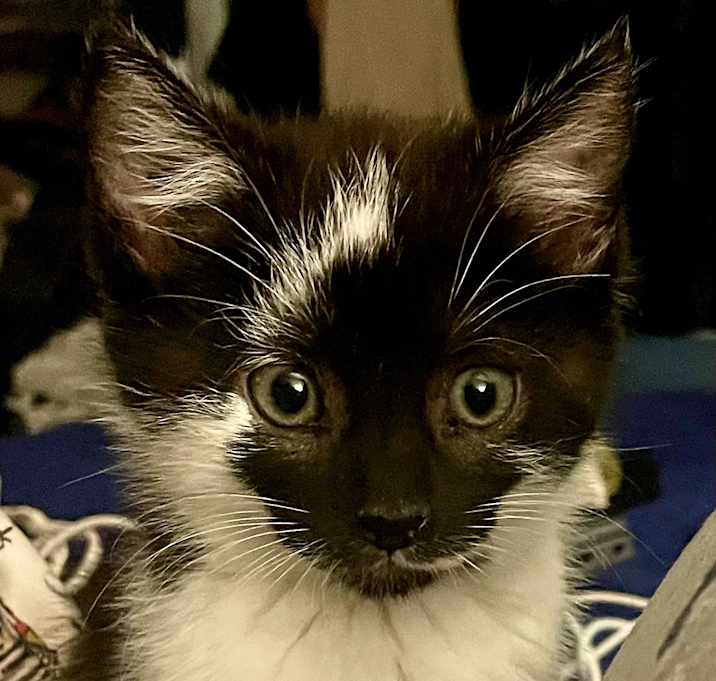 Photo of Frankie
