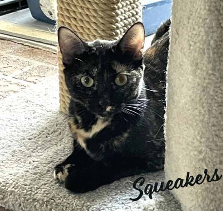 Photo of Squeakers #bonded-to-Felix