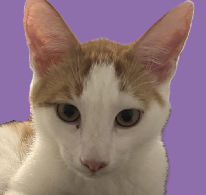 Photo of Gravy