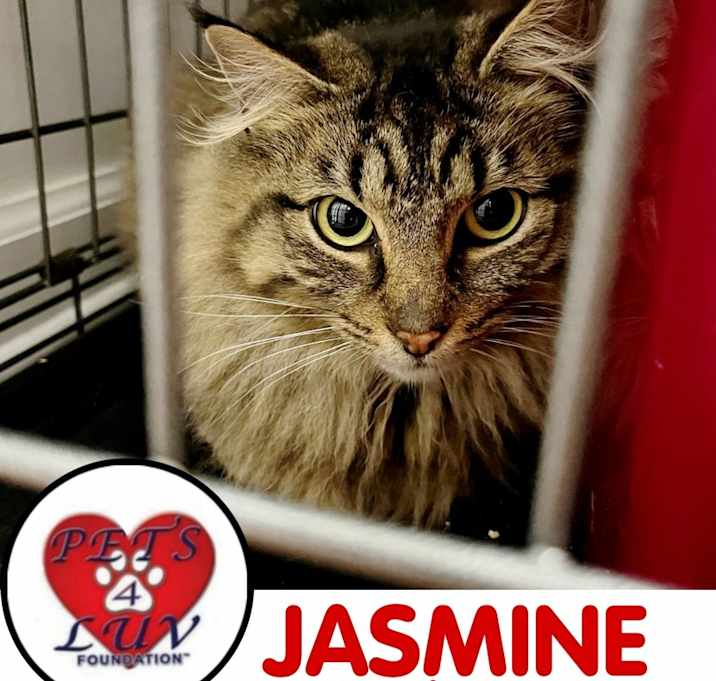 Photo of Jasmine Bethpage