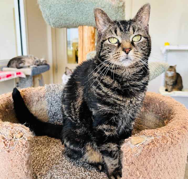 Photo of Tabby