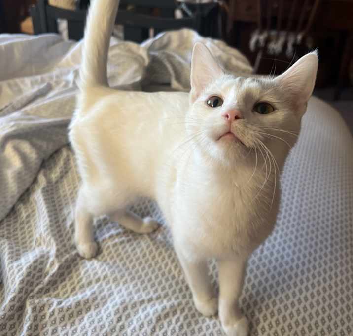 Photo of Hedwig