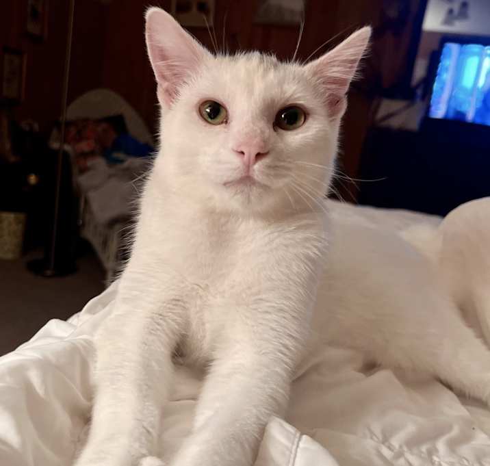 Photo of Draco