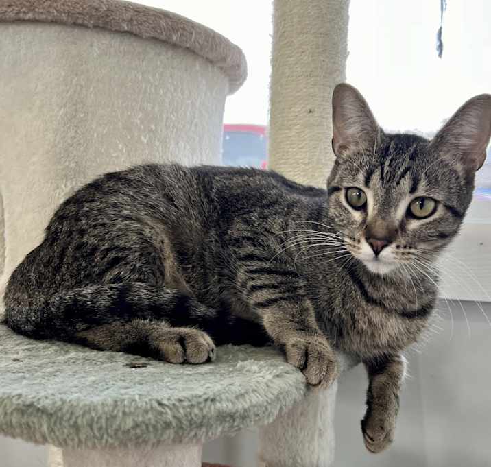 Photo of Daphne