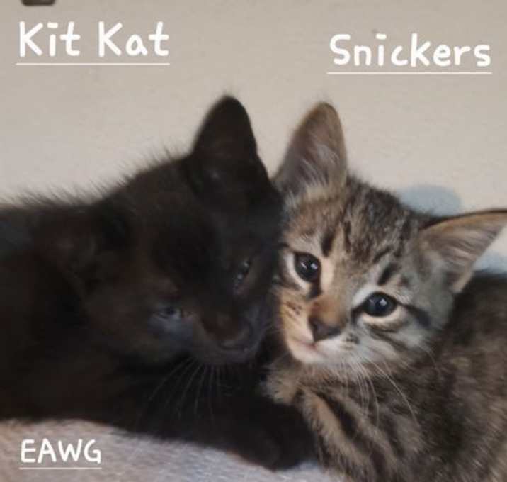 Photo of Snickers