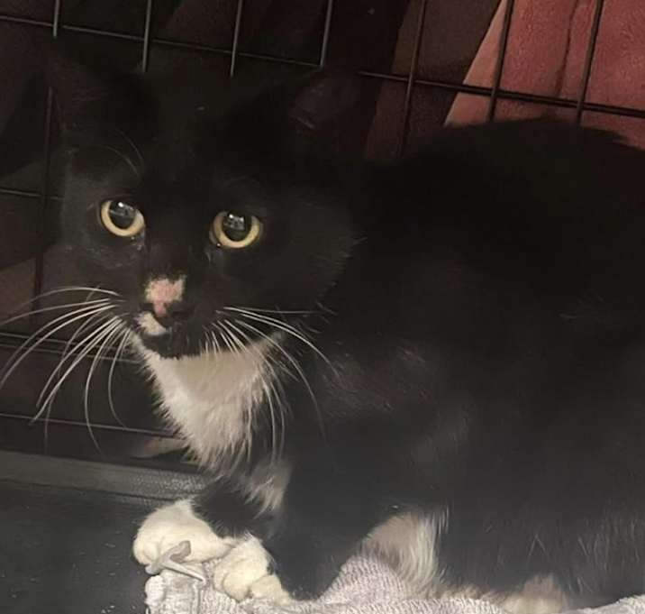 Photo of Winnie likes other cats