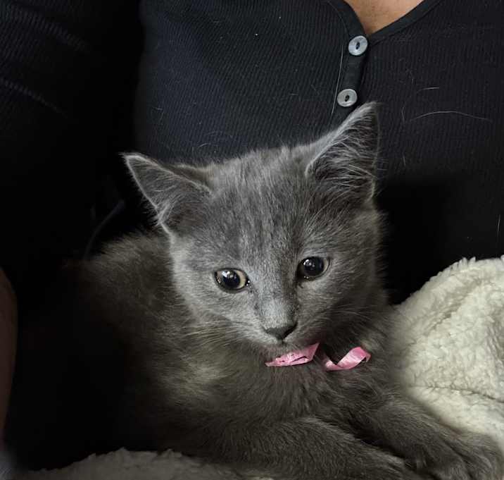 Photo of Ash
