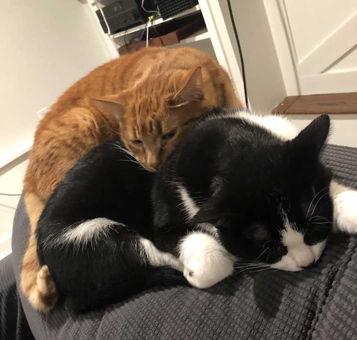 Photo of Finn & Otis