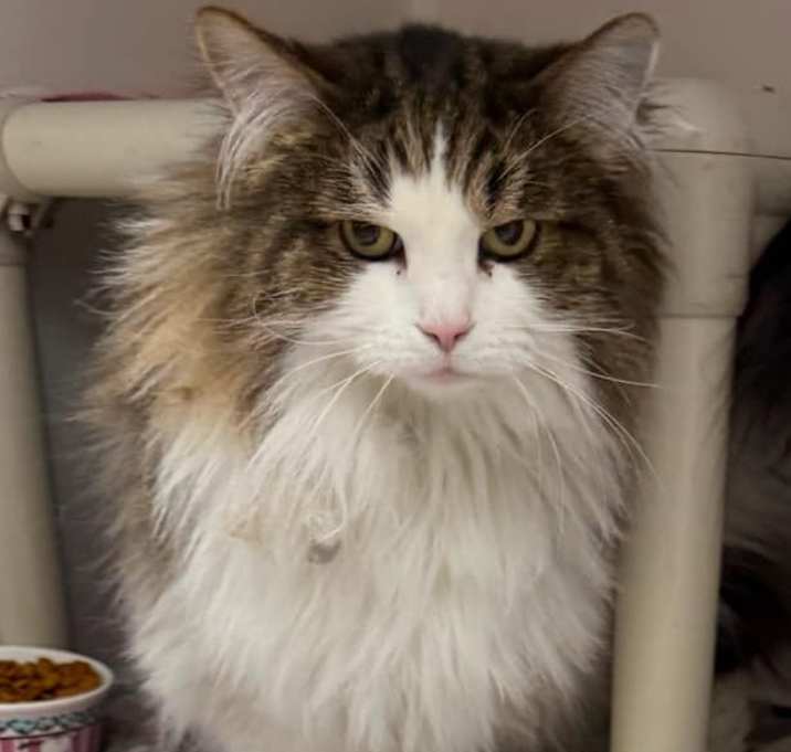 Photo of KITTY KITTY