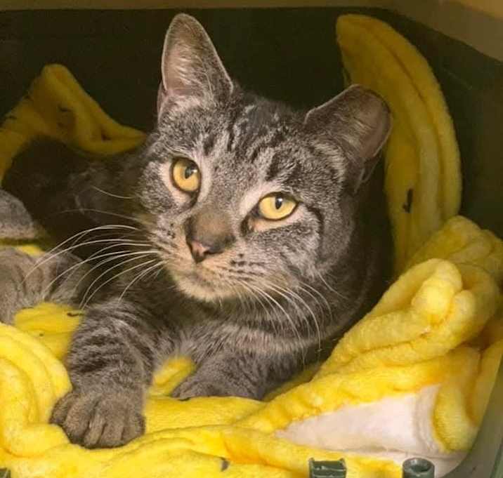 Photo of Shelby