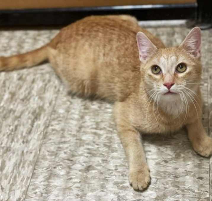 Photo of Cheese Puff