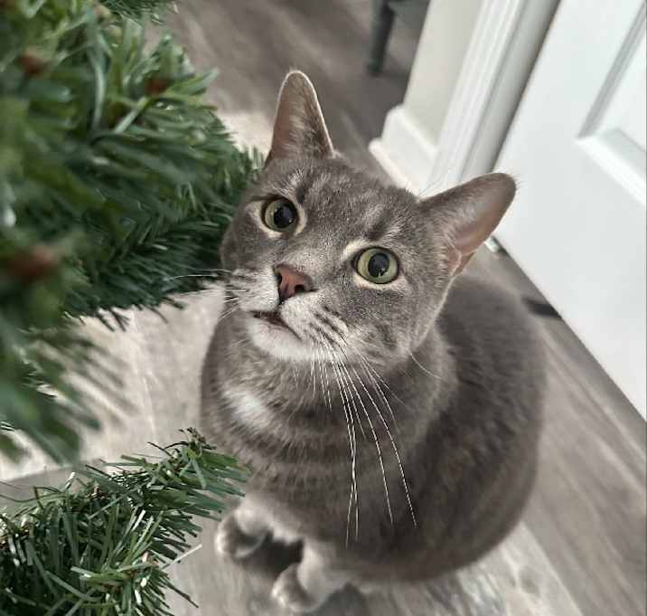 Photo of Abbey - Chonky Chonk