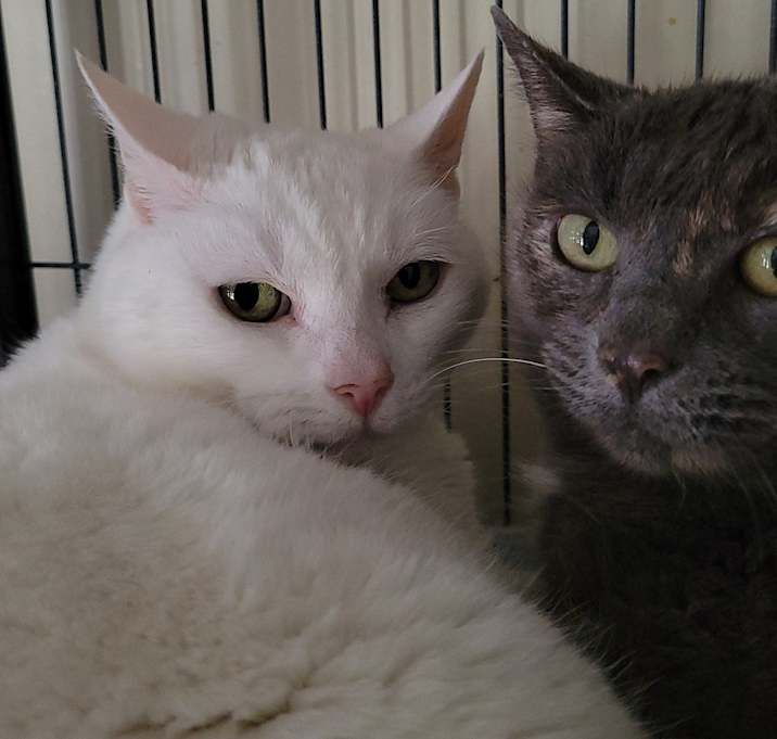 Photo of 7145 Snowball