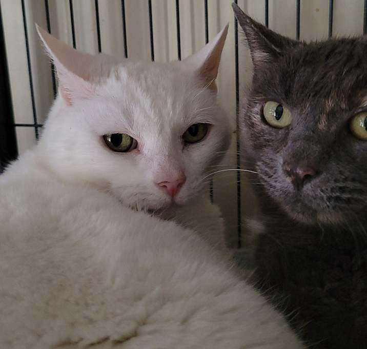 Photo of 7146 Smokie