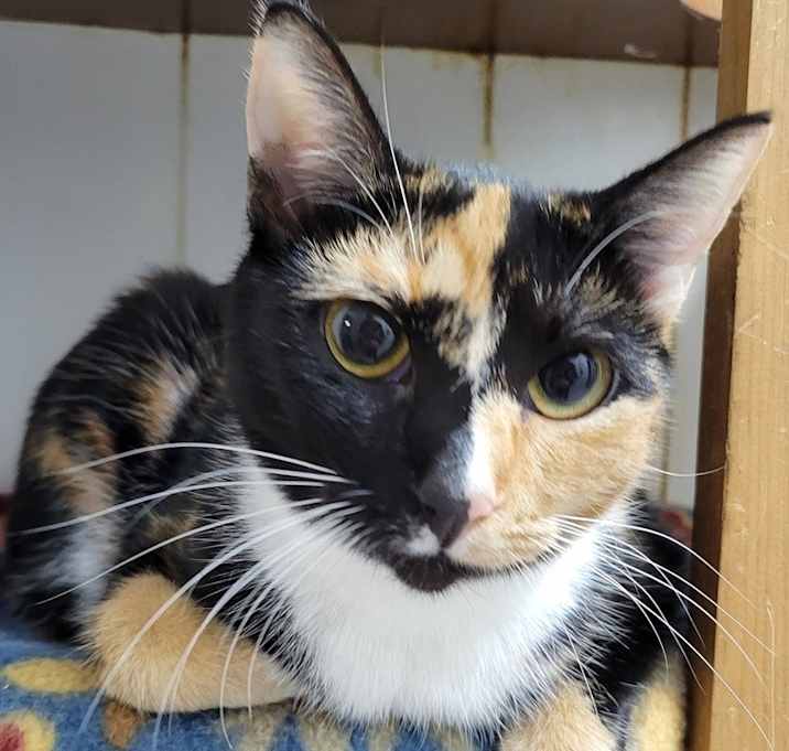 Photo of 6910 Siracha