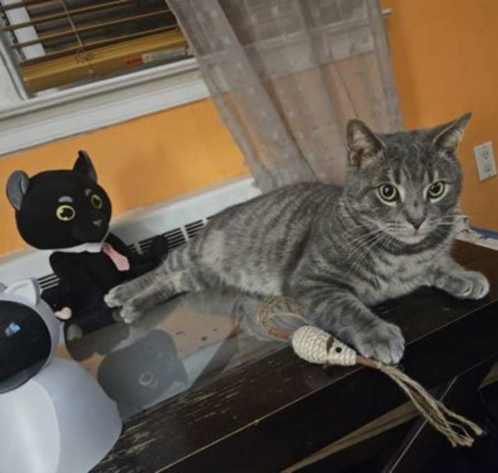 Photo of Shadow
