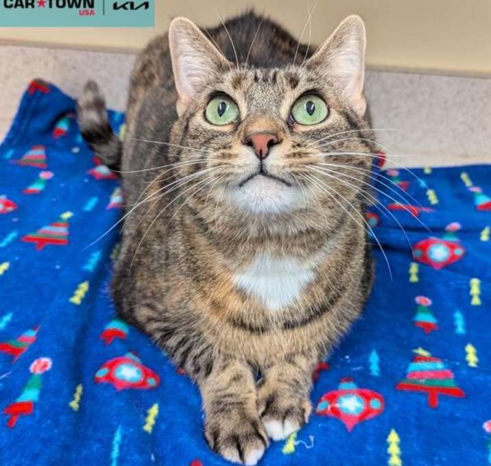 Photo of Pepper