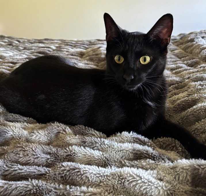 Photo of Lemon -- Bonded Buddy With Turquoise