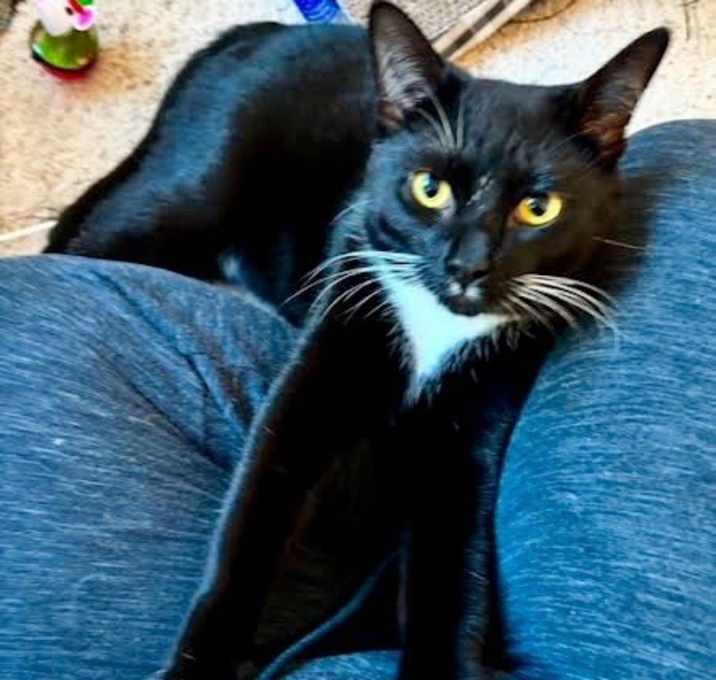 Photo of Shadow