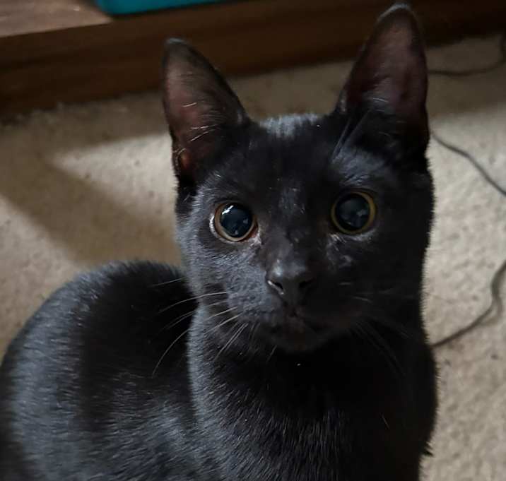 Photo of Crow (bonded with Chickadee)
