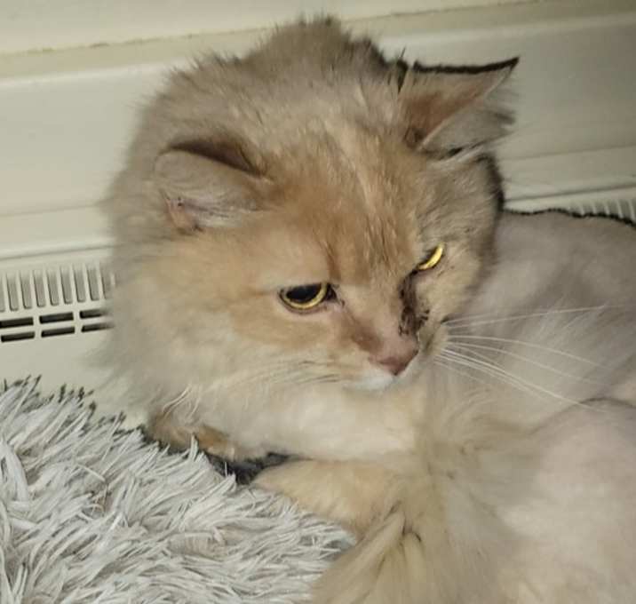 Photo of Otis