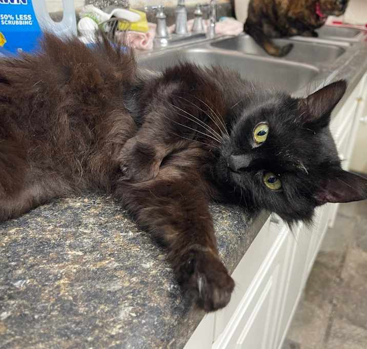 Photo of Midnight 2024 (Muppet)