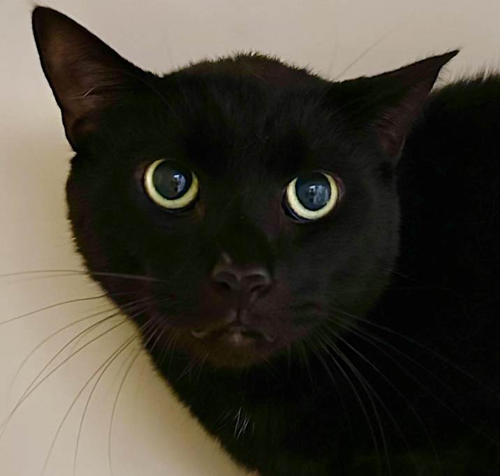 Photo of Jet