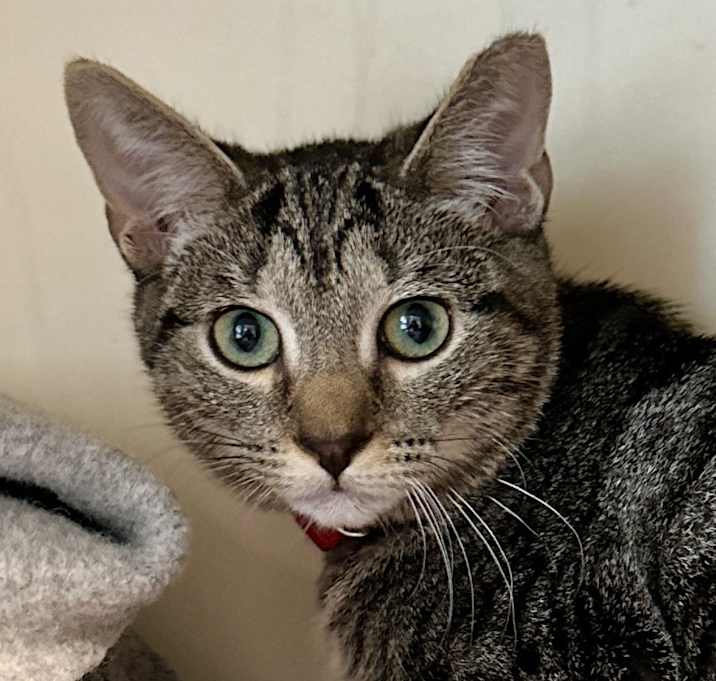 Photo of Tilly
