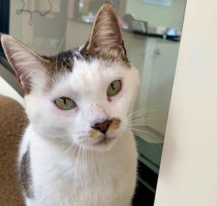 Photo of Boo