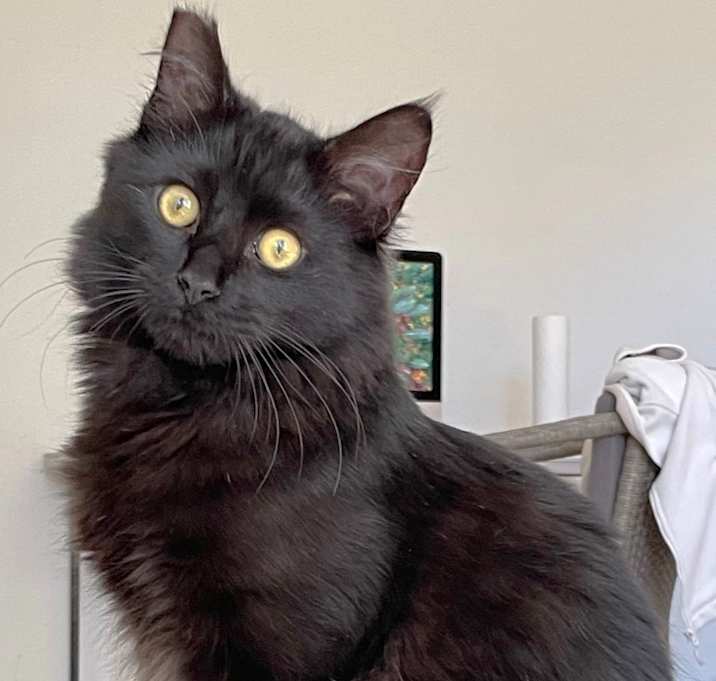 Photo of Fozzy Bear