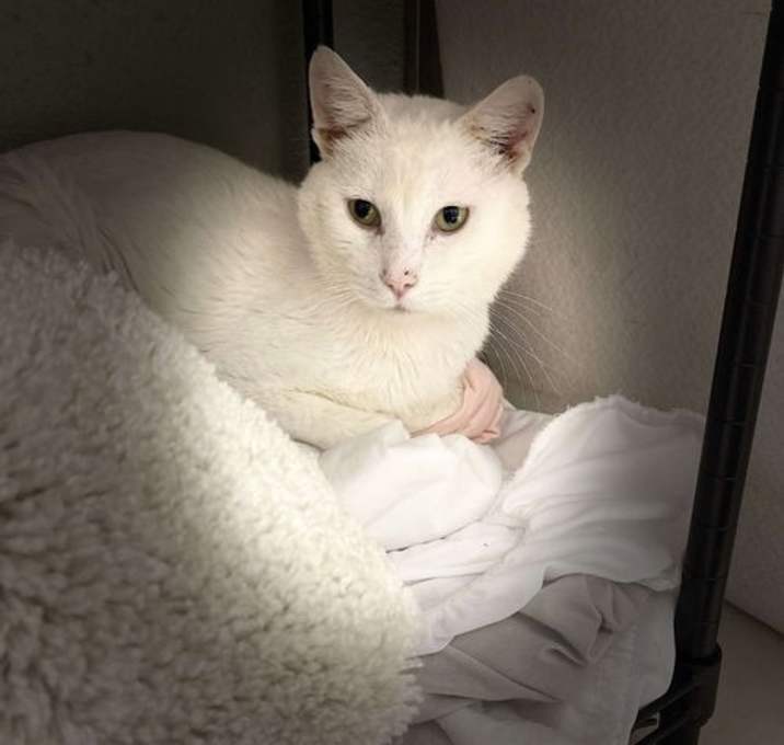Photo of Snowdrift