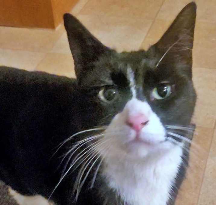 Photo of ADELINE - Offered by Owner