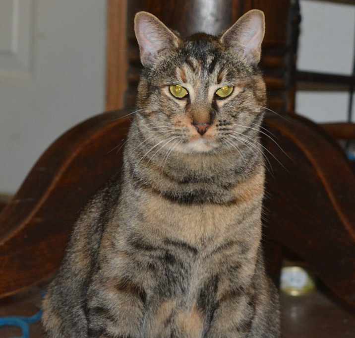 Photo of Pin (with Cobra) Bonded Pair
