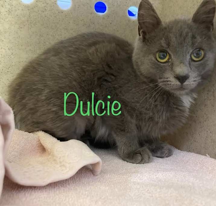Photo of Dulcie