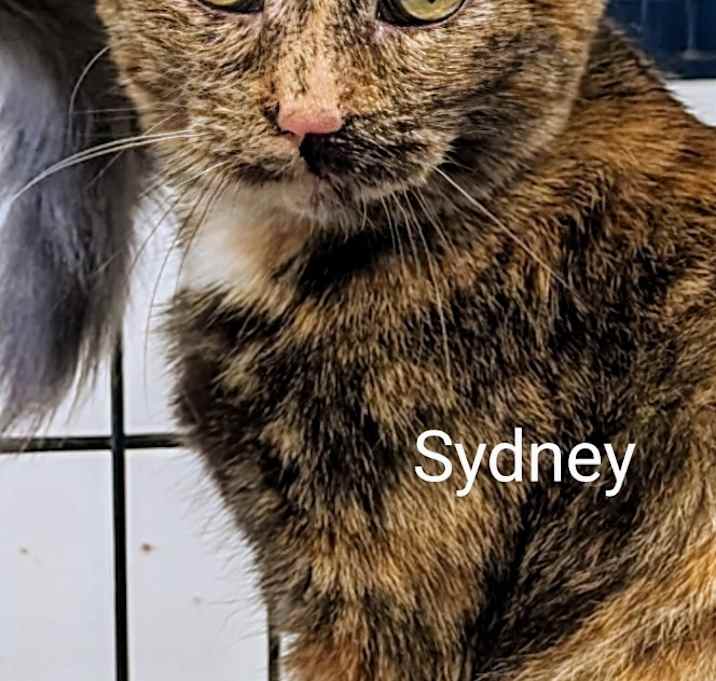 Photo of Sydney