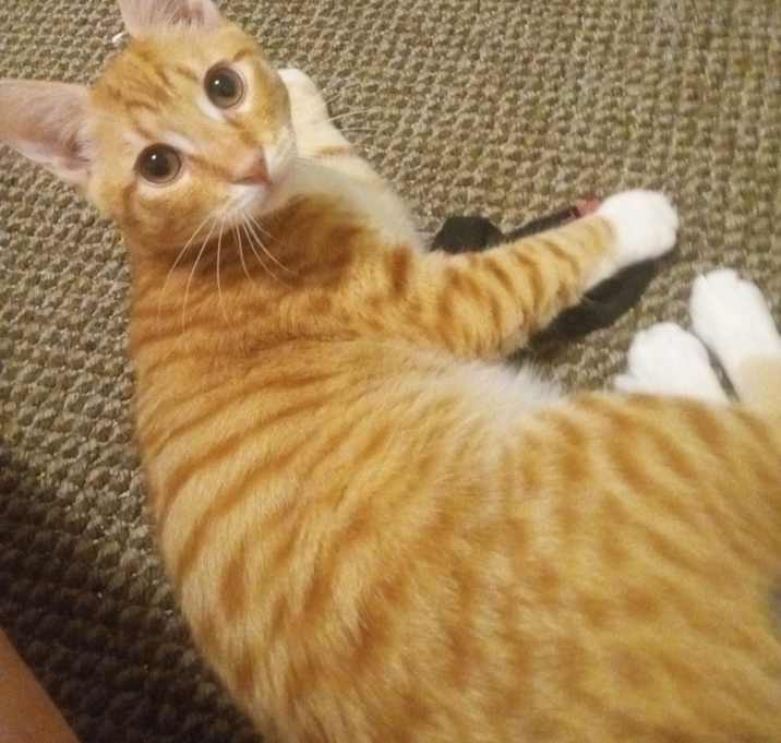 Photo of Mango