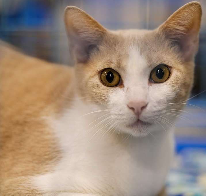 Photo of Cleopatra
