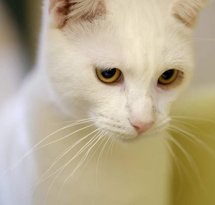 Photo of Cotton