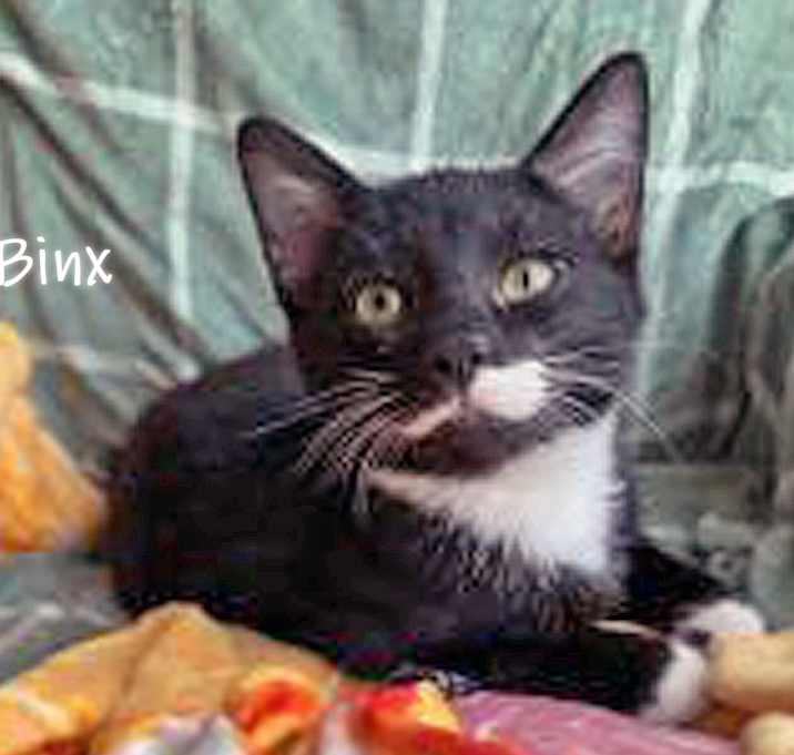 Photo of Binx