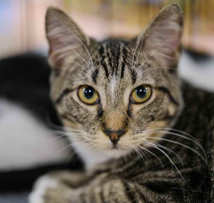 Photo of Pumpkin