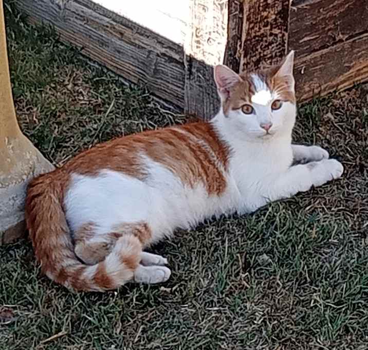 Photo of Nugget