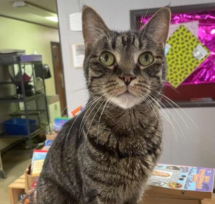 Photo of Tootsie